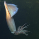 A Humboldt squid flashing its colors around 300 meters (980 feet) below the surface of Monterey Bay.